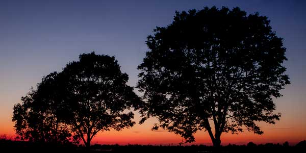 Bäume vor Sonnenuntergang